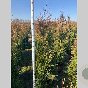 Thuja pl. 'Atrovirens' 150-175 cm met kluit