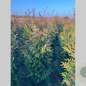 Thuja pl. 'Excelsa' 80-100 cm met kluit