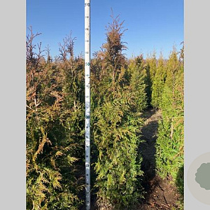 Thuja pl. 'Excelsa' 175-200 cm met kluit