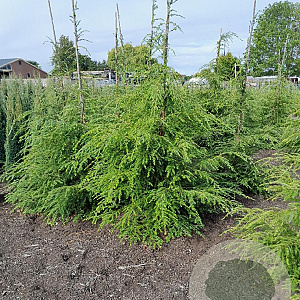 Tsuga canadensis 175-200 cm met kluit