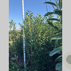 Prunus l. 'Caucasica' 200-225 cm met kluit