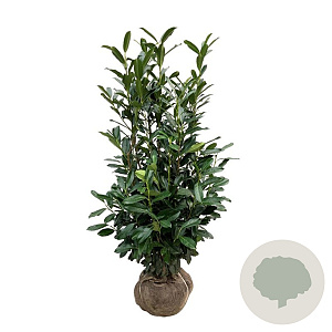 Prunus l. Elly 125-150 cm met kluit