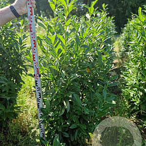 Prunus l. Elly 150-175 cm met kluit