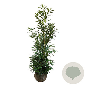 Prunus l. 'Herbergii' 150-175 cm met kluit