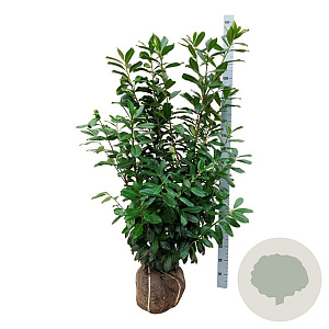 Prunus l. 'Novita' 125-150 cm met kluit