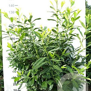 Prunus l. 'Novita' 125-150 cm met kluit