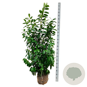 Prunus l. 'Novita' 150-175 cm met kluit