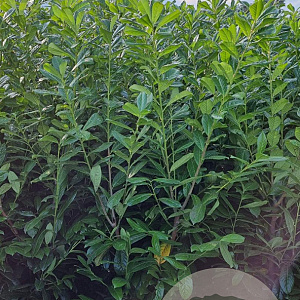 Prunus l. 'Novita' 150-175 cm met kluit