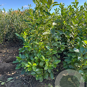 Prunus I. 'Rotundifolia' 125-150 cm met kluit