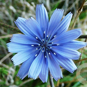 Cichorium intybus GM P9
