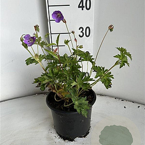Geranium Rozanne GM 2,0L