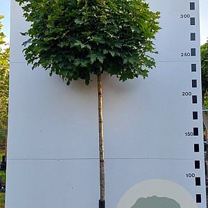 Acer plat. 'Globosum' 12-14 cm 45L 225 cm stam
