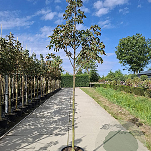 Aesculus flava 10-12 cm 40L