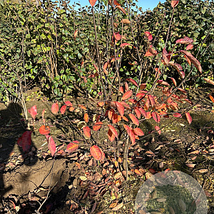 Amelanchier lamarckii 80-100 cm met kluit