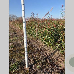 Amelanchier lamarckii 80-100 cm met kluit