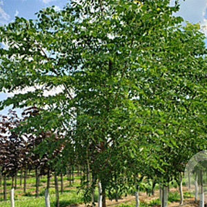 Amelanchier lamarckii 100-125 cm met kluit