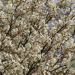Amelanchier lamarckii 100-125 cm met kluit