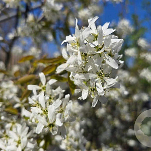 Amelanchier lamarckii 100-125 cm met kluit