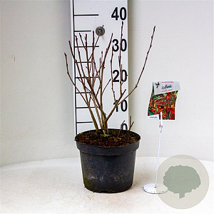 Aronia arbutifolia 'Brilliant' 30-40 cm 3,0L