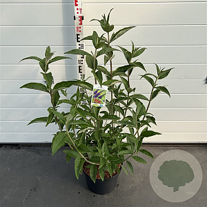 Buddleja d. 'Empire Blue' 60-80 cm 10L