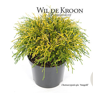 Chamaecyparis p. 'Sungold' 20-25 cm 2,0L