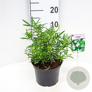 Choisya 'Aztec Pearl' 25-30 cm 3,5L