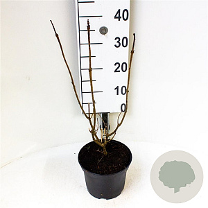 Clerodendrum bungei 40-60 cm 3,0L