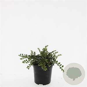 Cotoneaster adpressus GM C1.3