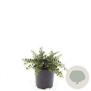 Cotoneaster adpressus GM C1.3