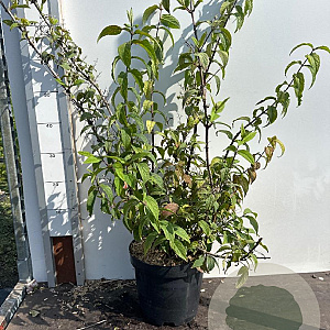 Deutzia hybrida 'Strawberry Fields' 60-80 cm 7,5L