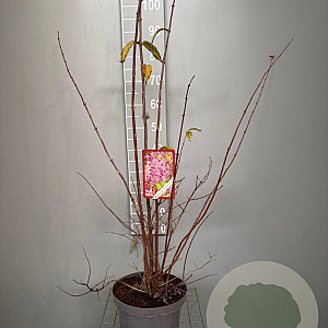 Deutzia hybrida 'Strawberry Fields' 60-80 cm 7,5L