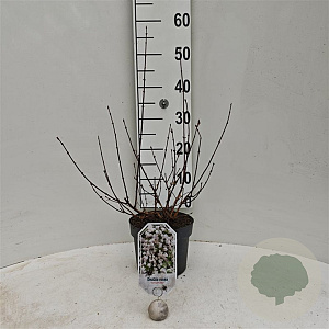 Deutzia rosea 'Campanulata' 30-40 cm 3,0L