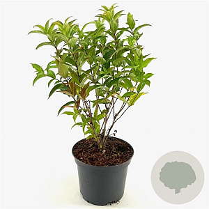 Diervilla sessilif. 'Butterfly' 30-40 cm 3,0L