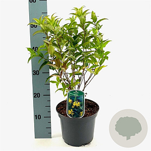 Diervilla sessilif. 'Butterfly' 30-40 cm 3,0L