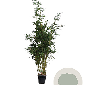 Fargesia robusta 'Pingwu' 175-200 cm 10L