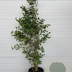 Ginkgo biloba 150-175 cm container 