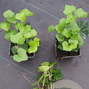 Hedera hibernica plantgoed P9 met stok