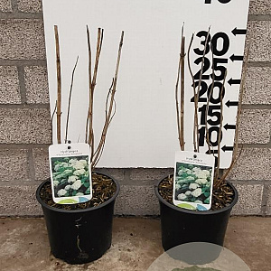 Hydrangea a. 'Annabelle' 20-25 cm 2,0L