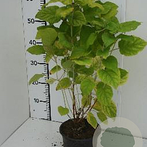 Hydrangea a. 'Annabelle' 30-40 cm 2,0L