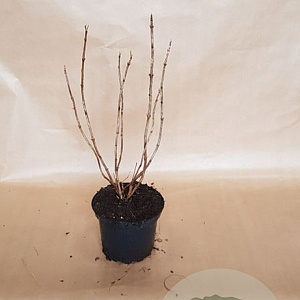 Hydrangea a. 'Annabelle' 30-40 cm 2,0L