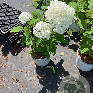 Hydrangea a. Strong Annabelle 40-50 cm 5,0L