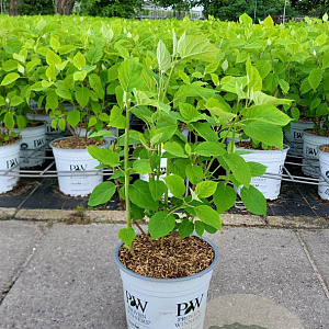 Hydrangea a. Strong Annabelle 40-50 cm 5,0L