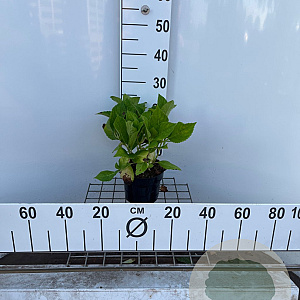 Hydrangea m. 'Bouquet Rose' 25-30 cm 2,0L