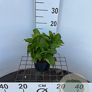 Hydrangea m. 'Renate Steiniger' 25-30 cm 2,0L