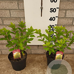 Hydrangea pan. 'Limelight' 40-60 cm 5,0L