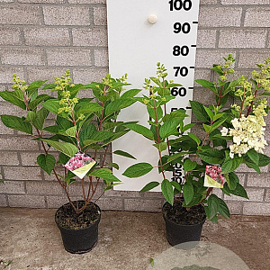Hydrangea pan. Pinky Winky 40-60 cm 5,0L