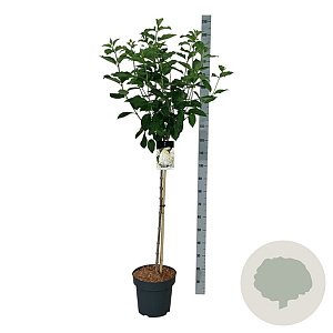 Hydrangea pan. 'Polar Bear' 90 cm stam 15L