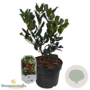 Ilex aquifolium 30-40 cm 3,0L