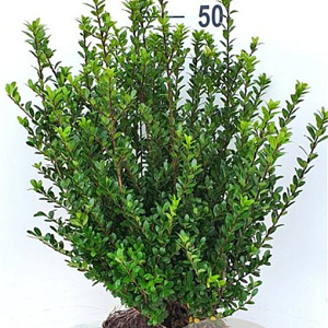 Ilex crenata 'Caroline Upright' 50-60 cm met kluit