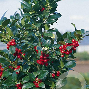 Ilex meserv. 'Hach 1' 100-125 cm met kluit